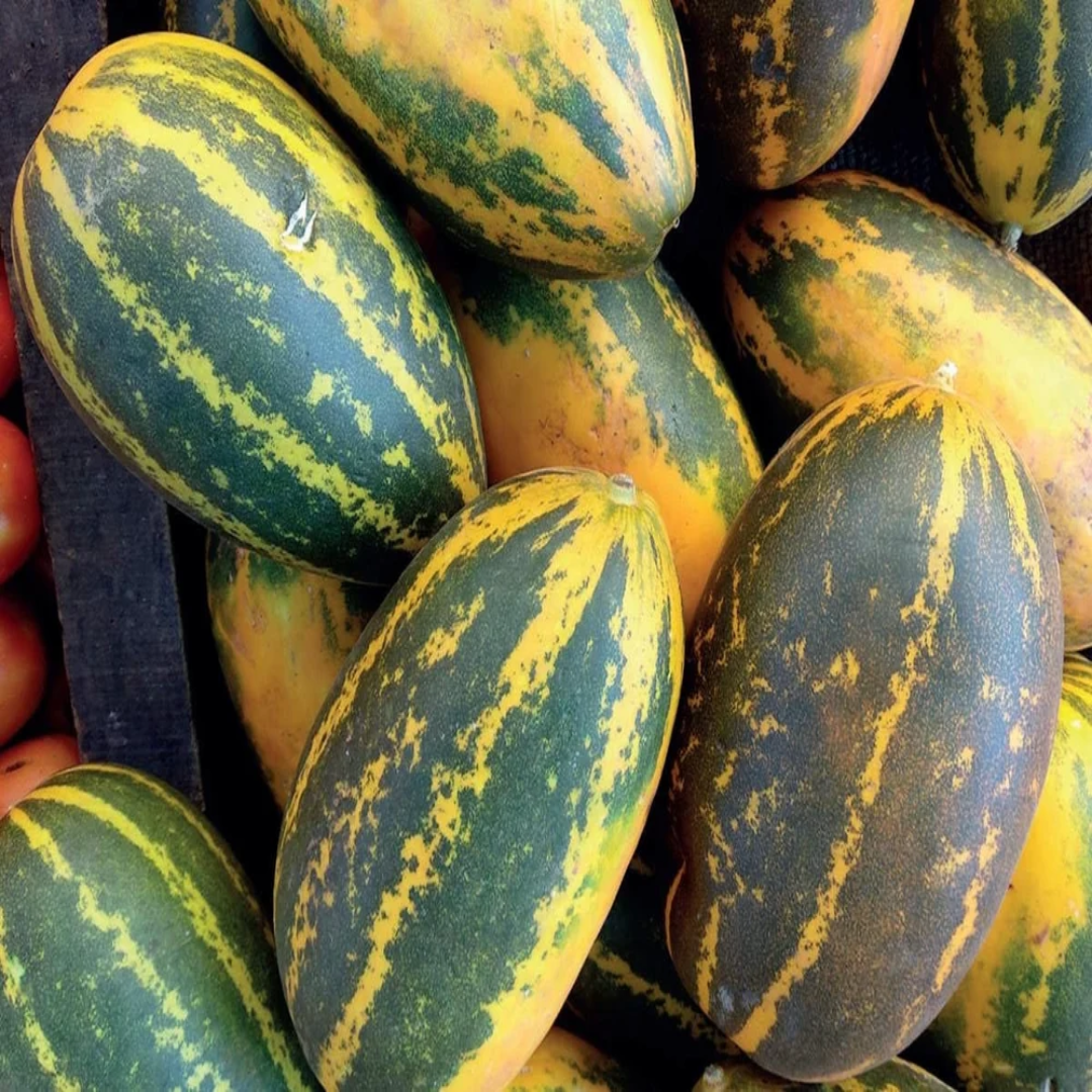 Sambar Vellari Yellow Cucumber Export Quality – Dubai